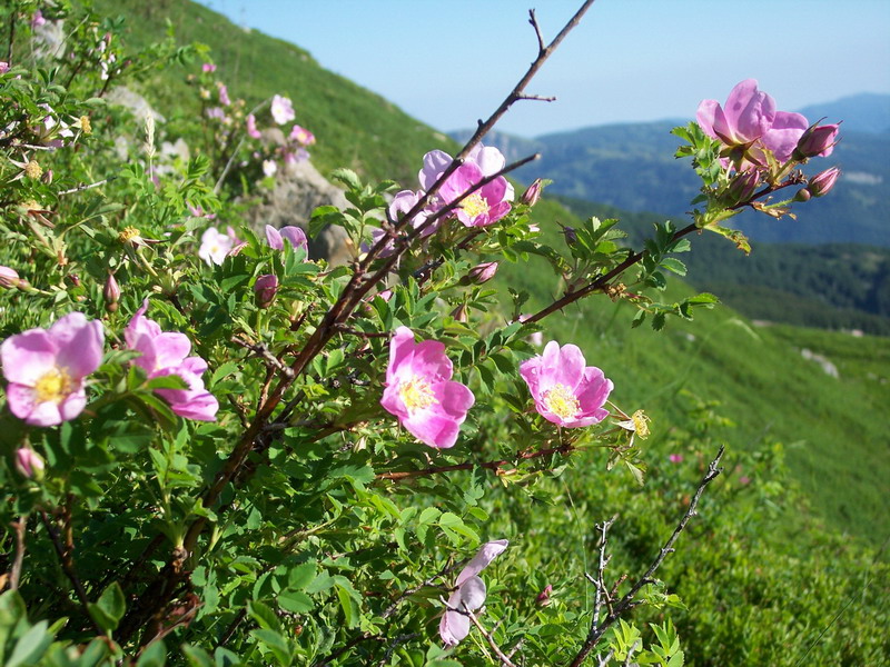 Rosa pendulina / Rosa alpina